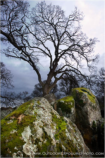 Moss Rocks And Oak Stock Image, Cosumnes River Wildlife Preserve, California Moss Rocks And Oak Stock Image, Cosumnes River Wildlife Preserve, California