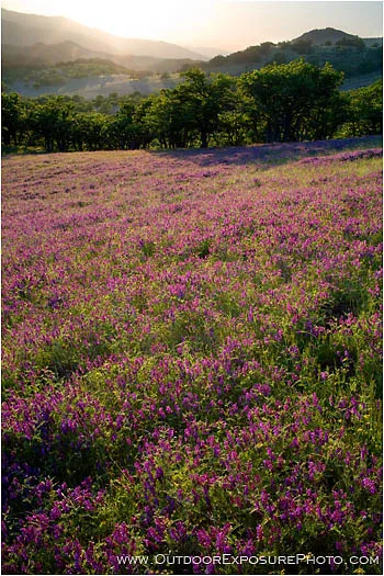 Vetch Meadow Stock Image, Ashland, Oregon Vetch Meadow Stock Image, Ashland, Oregon