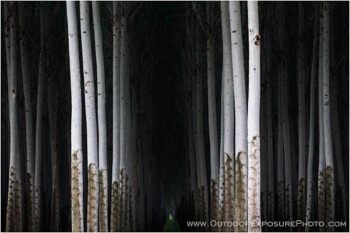 Poplars Stock Image, Hermiston, Oregon Poplars Stock Image, Hermiston, Oregon