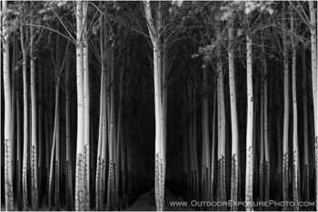 Poplars II Stock Image, Hermiston, Oregon Poplars II Stock Image, Hermiston, Oregon