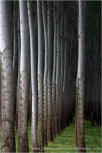Poplars III Stock Image, Hermiston, Oregon Poplars III Stock Image, Hermiston, Oregon