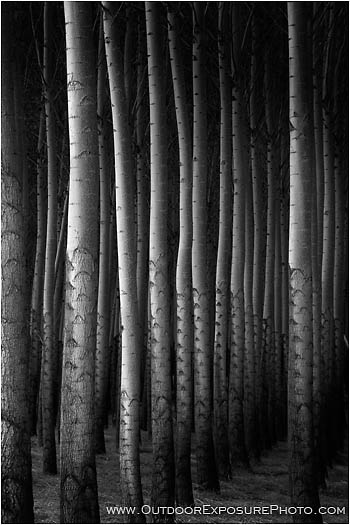 Poplars IV Stock Image, Hermiston, Oregon Poplars IV Stock Image, Hermiston, Oregon