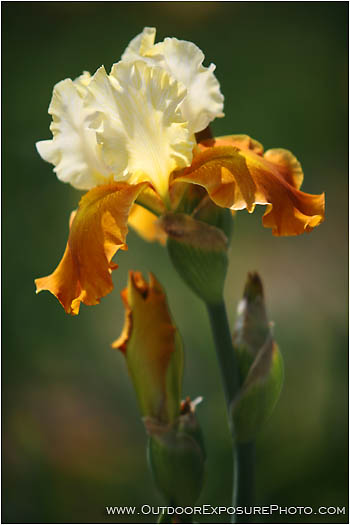 Iris Blossom Stock Image Iris Blossom Stock Image
