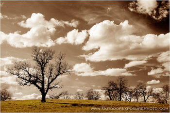 Winter Oak Spring Sky Stock Image, rogue valley, oregon Winter Oak Spring Sky Stock Image, rogue valley, oregon