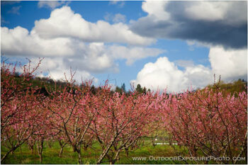 Spring Orchard II Stock Image, rogue valley, oregon Spring Orchard II Stock Image, rogue valley, oregon