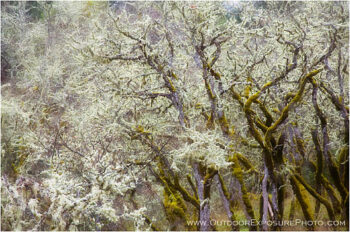 Lichen Dance Stock Image Lichen Dance Stock Image