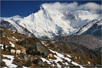 Yak Train Below Cho Oyu Stock Image, Mt. Everest Region, Nepal Yak Train Below Cho Oyu Stock Image, Mt. Everest Region, Nepal