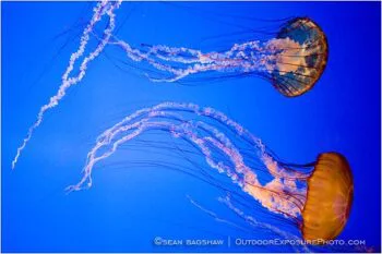 Jelly Dance Stock Image Jelly Dance Stock Image