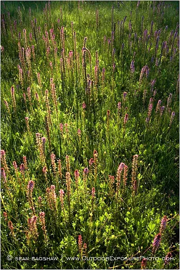 Evening Light On Summer Wildflowers Stock Image, Howard Prairie, Oregon Evening Light On Summer Wildflowers Stock Image, Howard Prairie, Oregon