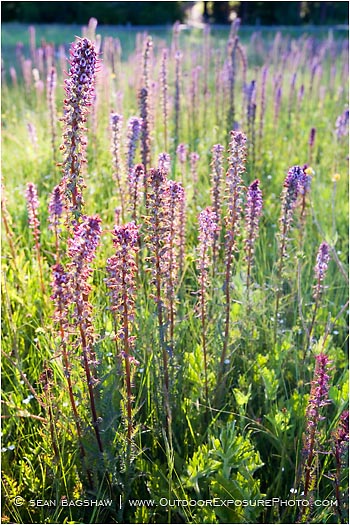 Evening Light On Summer Wildflowers 2 Stock Image, Howard Prairie, Oregon Evening Light On Summer Wildflowers 2 Stock Image, Howard Prairie, Oregon