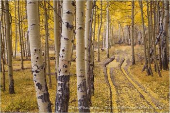 Aspen Road Stock Image, Telluride, Colorado Aspen Road Stock Image, Telluride, Colorado