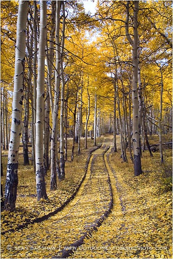 Aspen Road II Stock Image, Telluride, Colorado Aspen Road II Stock Image, Telluride, Colorado