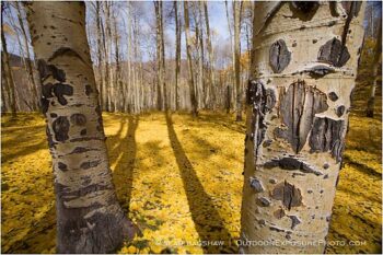 Aspen Trunks Stock Image, Telluride, Colorado Aspen Trunks Stock Image, Telluride, Colorado