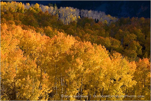 Aspen Wave Stock Image, Telluride, Colorado