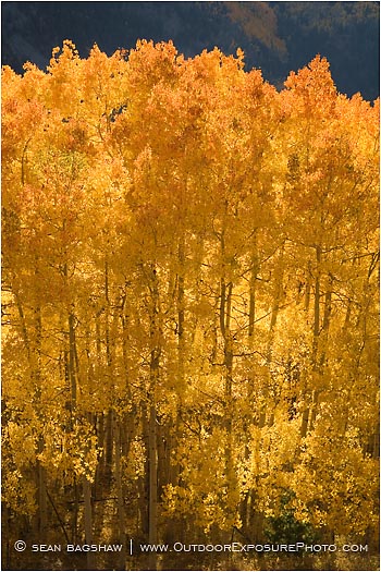 Glowing Aspen Stock Image Telluride, Colorado Glowing Aspen Stock Image Telluride, Colorado