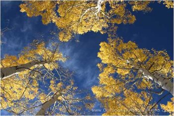 Aspen Sky Stock Image, Colorado Aspen Sky Stock Image, Colorado