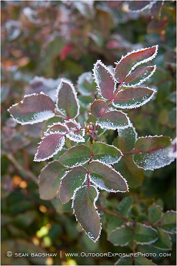 Frost Lined Leaves 1 Stock Image Frost Lined Leaves 1 Stock Image