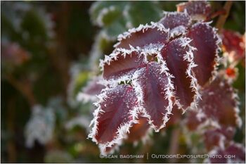 Frost Lined Leaves 2 Stock Image Frost Lined Leaves 2 Stock Image