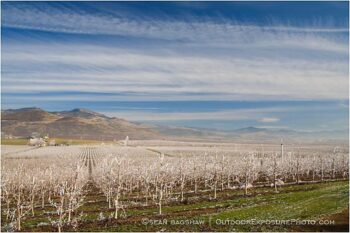 Pear Orchard 1 Stock Image Rogue Valley, Oregon Pear Orchard 1 Stock Image Rogue Valley, Oregon