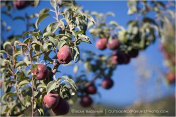 Pears 7 Stock Image, rogue valley, oregon Pears 7 Stock Image, rogue valley, oregon