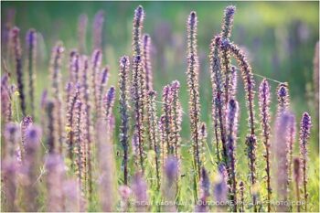 Summer Flowers Stock Image, Howard Prairie, Ashland, Oregon Summer Flowers Stock Image, Howard Prairie, Ashland, Oregon