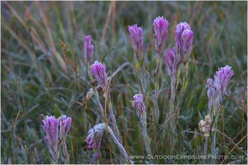 Summer Frost Stock Image, Yosemite, California Summer Frost Stock Image, Yosemite, California