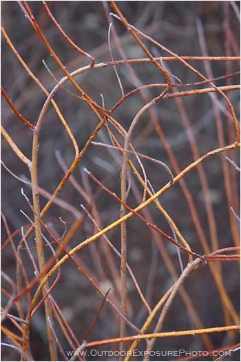 Willow Branches Stock Images Willow Branches Stock Images
