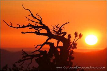 Pine Snag at Sunset II Stock Image, Crater Lake national park, central Oregon Pine Snag at Sunset II Stock Image, Crater Lake national park, central Oregon
