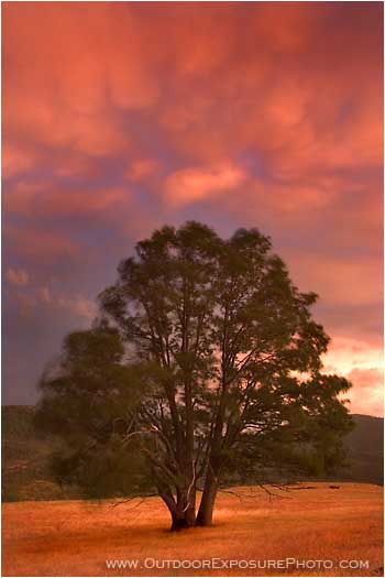 Storm Oak Stock Image, rogue valley, oregon Storm Oak Stock Image, rogue valley, oregon