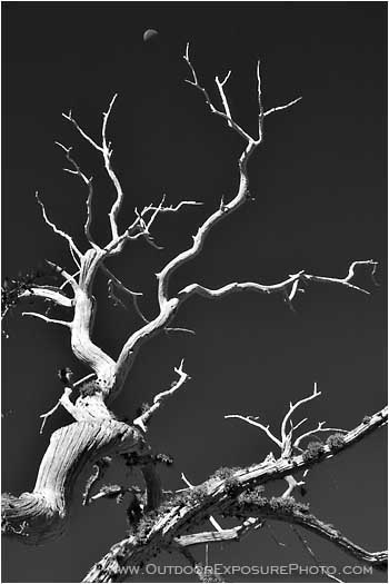 Moon and Snag Stock Image Moon and Snag Stock Image