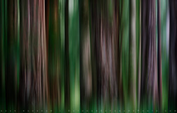 Grove Of Shadow And Light Stock Image, California Grove Of Shadow And Light Stock Image, California