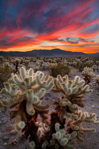 Desert Symphony Stock Image, Joshua Tree, California Desert Symphony Stock Image, Joshua Tree, California