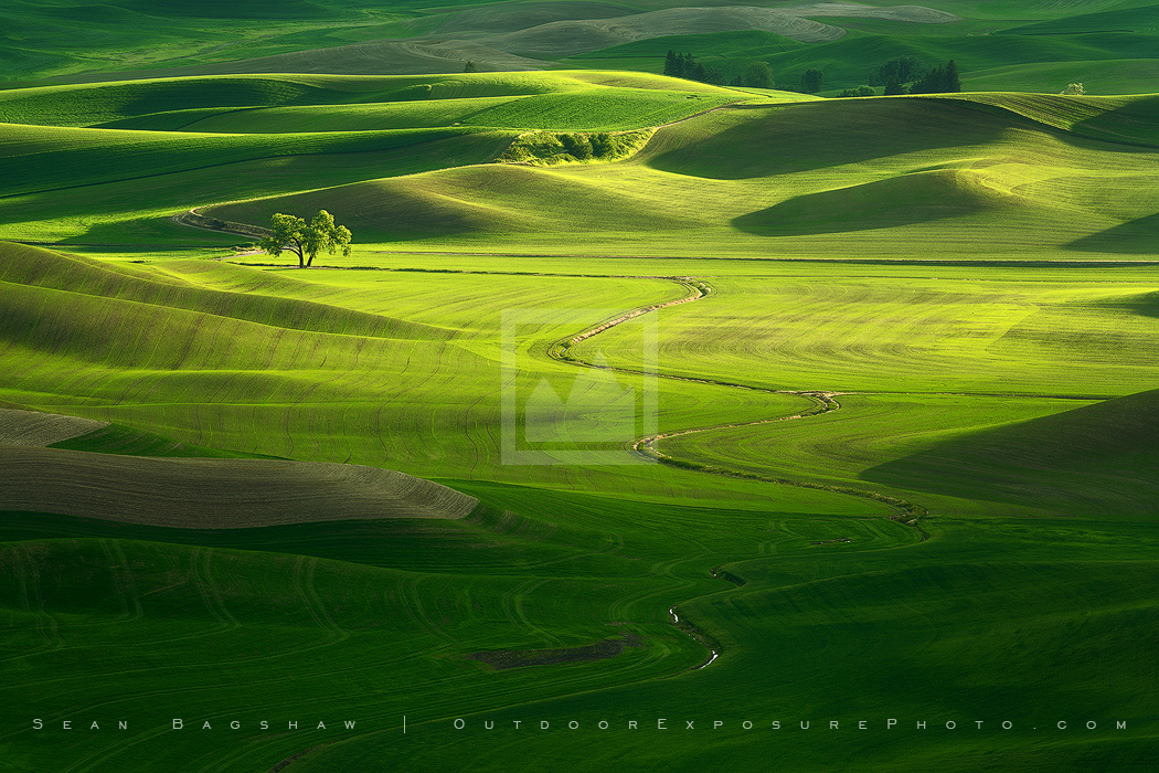 Pure Sunlight Print, Palouse, Washington Pure Sunlight Print, Palouse, Washington