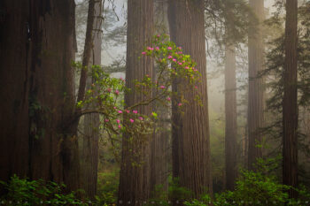 The Gift Tree Print, Redwoods, California