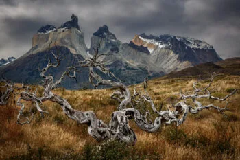 Wood and Stone Print, Patagonia, Chile