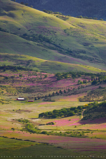 vetch in spring 2 stock image, ashland, oregon vetch in spring 2 stock image, ashland, oregon