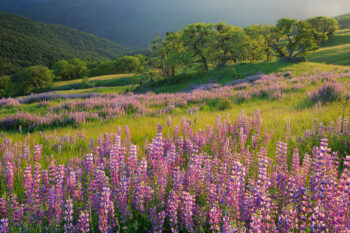 lupine in spring stock image, rogue valley, oregon lupine in spring stock image, rogue valley, oregon