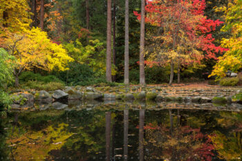 duck pond stock image, lithia park, ashland, oregon duck pond stock image, lithia park, ashland, oregon