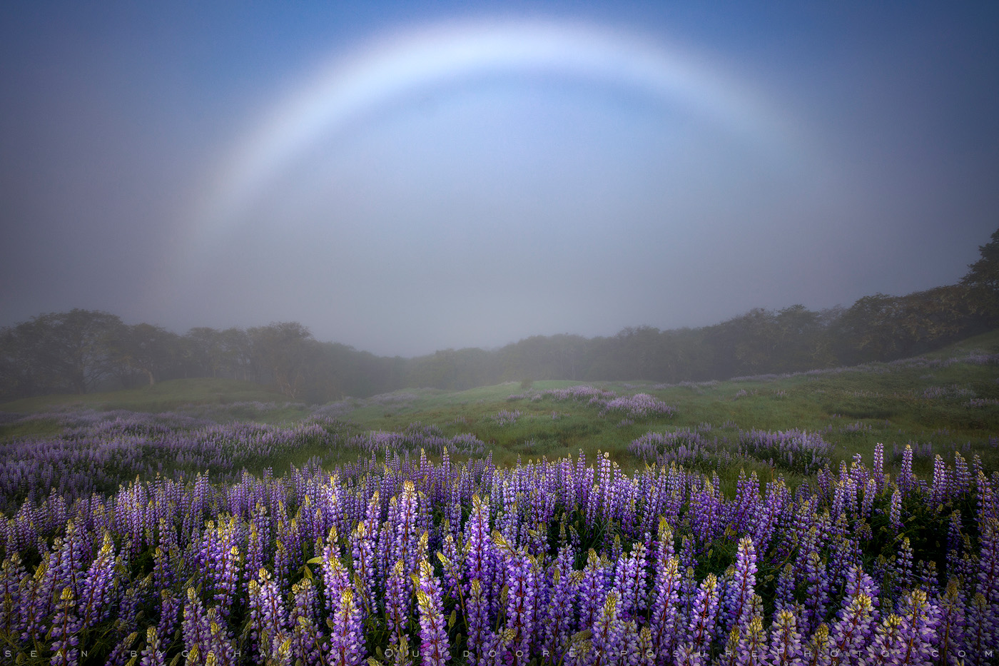 Fog Bow and Lupine, California