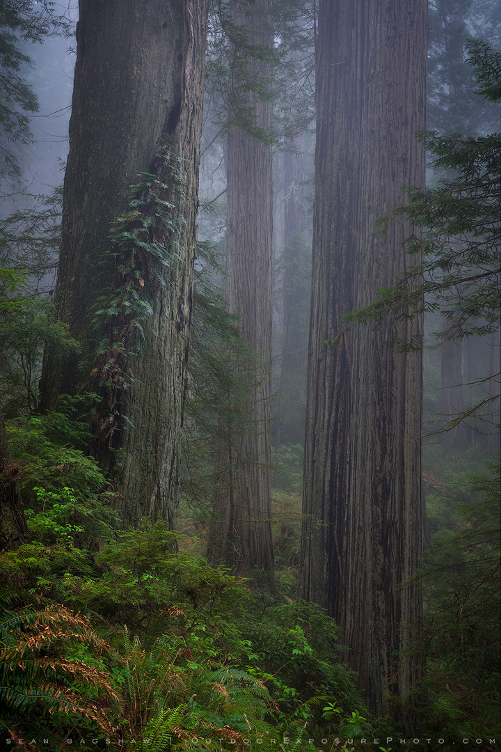 Ancient Trees, California