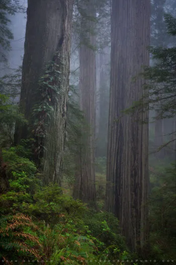 Ancient Trees Print, Redwoods, California