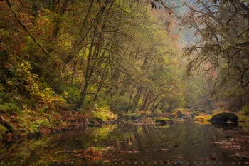 Autumn Stream Print, Redwoods, California