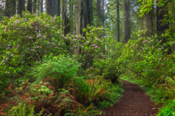 damnation stock image, redwood forest, california damnation stock image, redwood forest, california