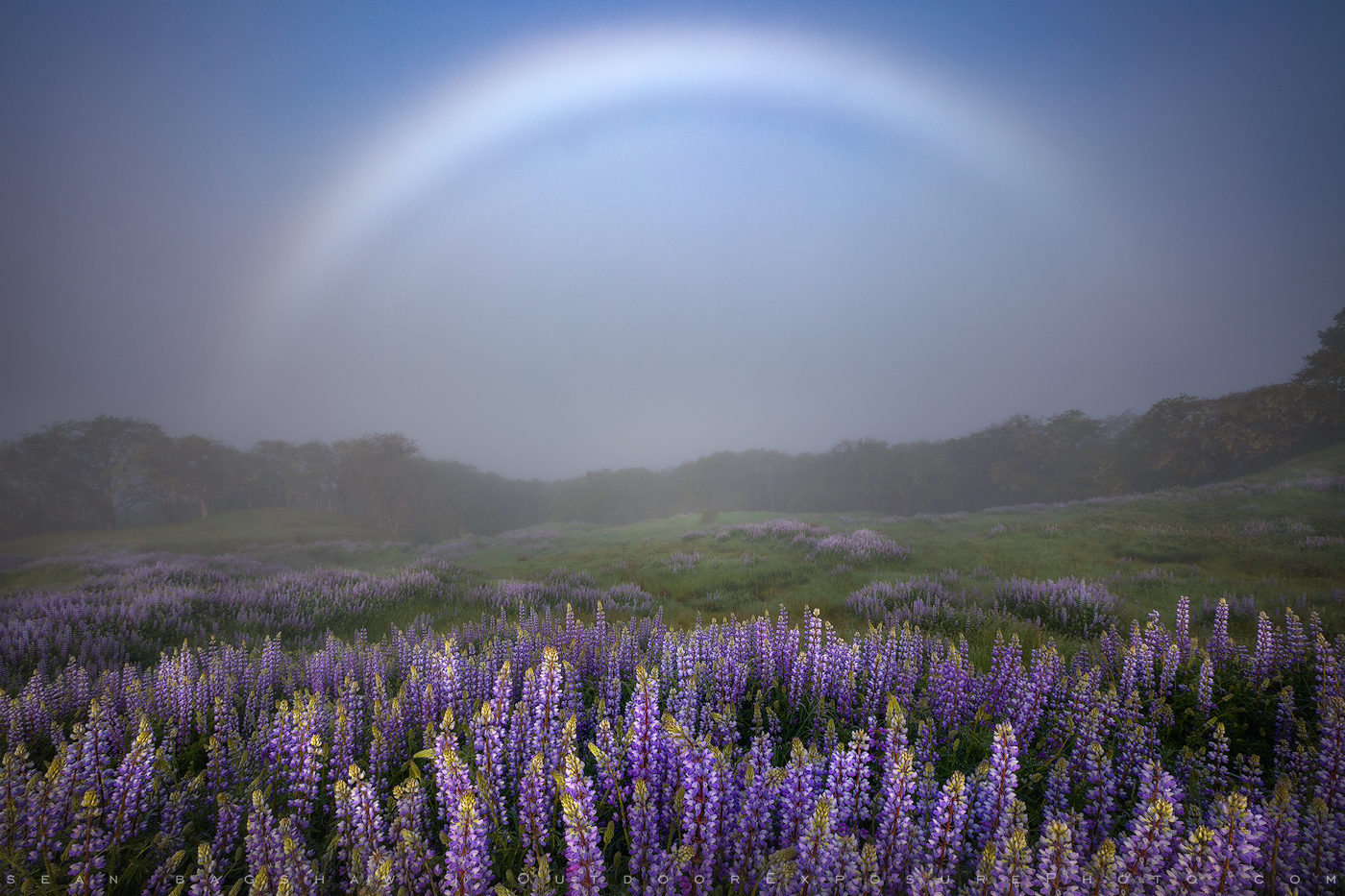 Fog Bow and Lupine