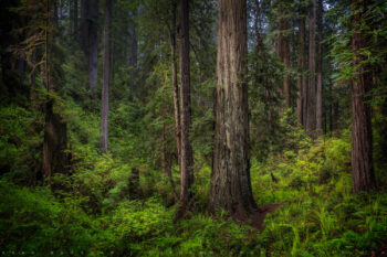 Patriarch Print, Redwoods, California