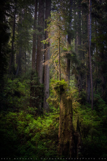 On the Shoulder of a Giant Print, Redwoods, California