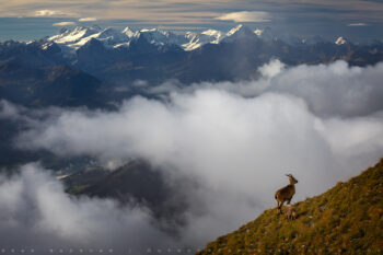Swiss Alps and Ibex stock image, Switzerland