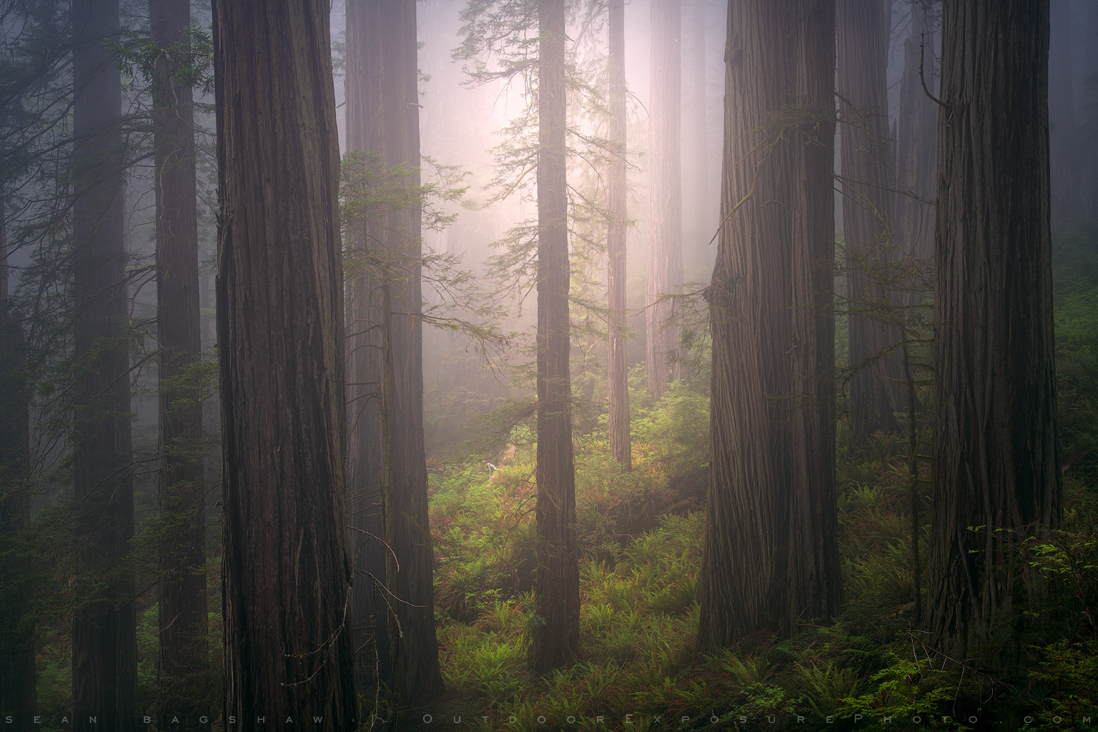 Redwood Forest and Coast with Adrian Klein – Sold Out Redwood Forest and Coast with Adrian Klein – Sold Out