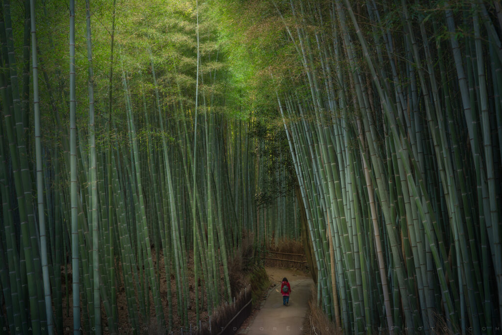 Walking in a Bamboo Forest, Kyoto