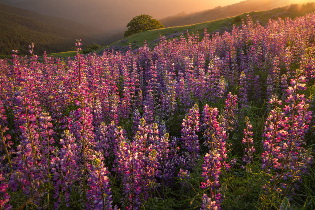 Lupine Above The Redwoods, California